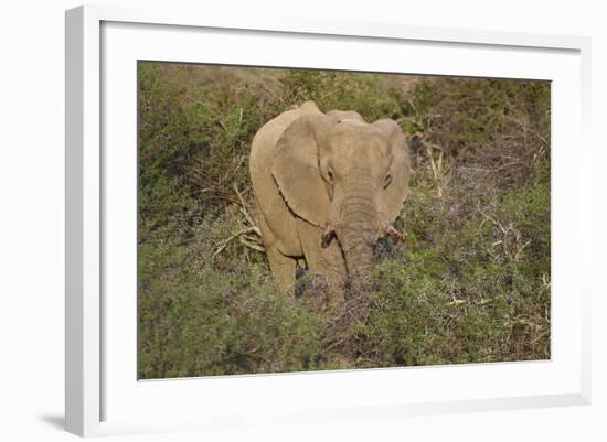 African Elephants 060-Bob Langrish-Framed Photographic Print