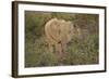 African Elephants 060-Bob Langrish-Framed Photographic Print