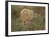 African Elephants 060-Bob Langrish-Framed Photographic Print