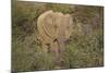 African Elephants 060-Bob Langrish-Mounted Photographic Print