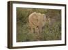 African Elephants 060-Bob Langrish-Framed Photographic Print