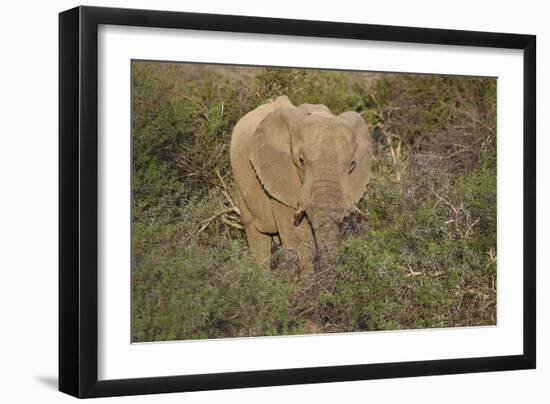 African Elephants 060-Bob Langrish-Framed Photographic Print