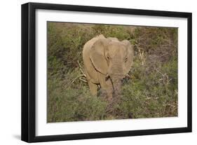 African Elephants 060-Bob Langrish-Framed Photographic Print