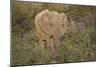 African Elephants 060-Bob Langrish-Mounted Photographic Print