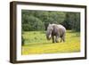 African Elephants 061-Bob Langrish-Framed Photographic Print