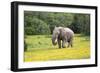 African Elephants 061-Bob Langrish-Framed Photographic Print