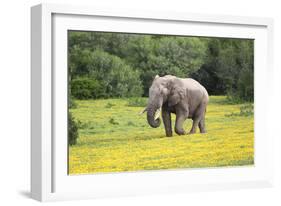 African Elephants 061-Bob Langrish-Framed Photographic Print