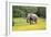 African Elephants 061-Bob Langrish-Framed Photographic Print