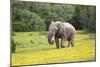 African Elephants 061-Bob Langrish-Mounted Photographic Print