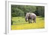 African Elephants 061-Bob Langrish-Framed Photographic Print