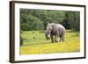 African Elephants 061-Bob Langrish-Framed Photographic Print