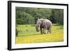 African Elephants 061-Bob Langrish-Framed Photographic Print