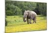 African Elephants 061-Bob Langrish-Mounted Photographic Print