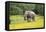 African Elephants 061-Bob Langrish-Framed Stretched Canvas