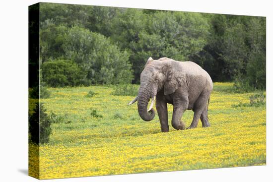 African Elephants 061-Bob Langrish-Stretched Canvas