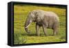 African Elephants 062-Bob Langrish-Framed Stretched Canvas