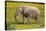 African Elephants 062-Bob Langrish-Stretched Canvas