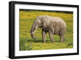 African Elephants 062-Bob Langrish-Framed Photographic Print