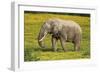 African Elephants 062-Bob Langrish-Framed Photographic Print