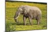 African Elephants 062-Bob Langrish-Mounted Photographic Print