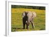 African Elephants 063-Bob Langrish-Framed Photographic Print