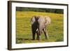 African Elephants 063-Bob Langrish-Framed Photographic Print