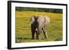 African Elephants 063-Bob Langrish-Framed Photographic Print