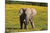 African Elephants 063-Bob Langrish-Mounted Photographic Print