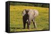 African Elephants 063-Bob Langrish-Framed Stretched Canvas