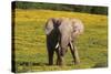 African Elephants 063-Bob Langrish-Stretched Canvas