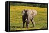 African Elephants 063-Bob Langrish-Framed Stretched Canvas