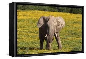 African Elephants 063-Bob Langrish-Framed Stretched Canvas