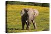 African Elephants 063-Bob Langrish-Stretched Canvas