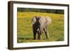 African Elephants 063-Bob Langrish-Framed Photographic Print