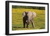 African Elephants 063-Bob Langrish-Framed Photographic Print