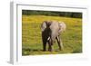 African Elephants 063-Bob Langrish-Framed Photographic Print