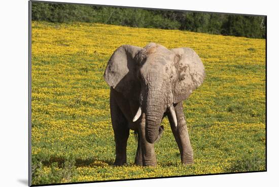 African Elephants 063-Bob Langrish-Mounted Photographic Print