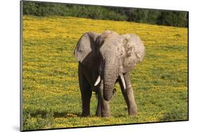 African Elephants 063-Bob Langrish-Mounted Photographic Print