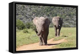 African Elephants 064-Bob Langrish-Framed Stretched Canvas