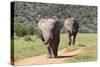 African Elephants 064-Bob Langrish-Stretched Canvas