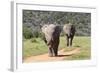 African Elephants 064-Bob Langrish-Framed Photographic Print