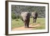 African Elephants 064-Bob Langrish-Framed Photographic Print