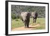 African Elephants 064-Bob Langrish-Framed Photographic Print