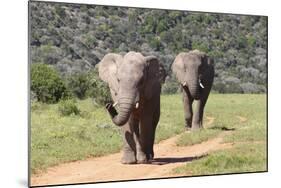 African Elephants 064-Bob Langrish-Mounted Photographic Print