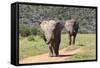African Elephants 064-Bob Langrish-Framed Stretched Canvas