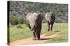 African Elephants 064-Bob Langrish-Stretched Canvas