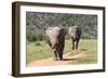 African Elephants 064-Bob Langrish-Framed Photographic Print