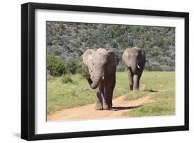 African Elephants 064-Bob Langrish-Framed Photographic Print