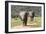 African Elephants 064-Bob Langrish-Framed Photographic Print