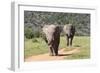 African Elephants 064-Bob Langrish-Framed Photographic Print